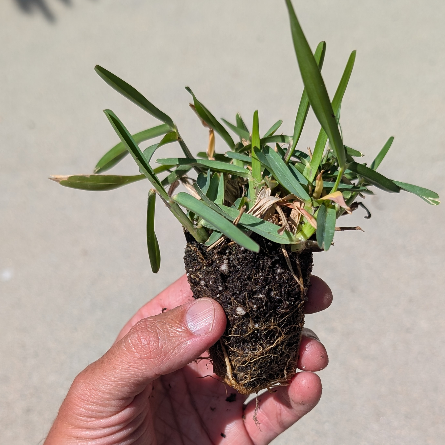 CitraBlue St Augustine grass plug in hand