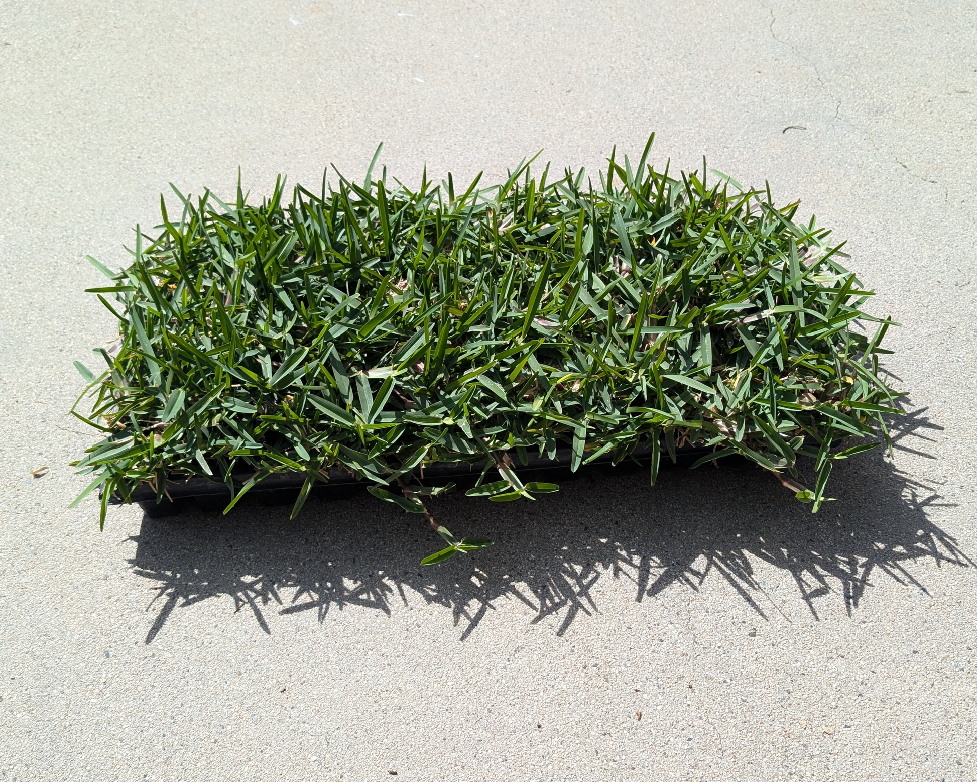 Tray of CitraBlue St Augustine Grass Plugs