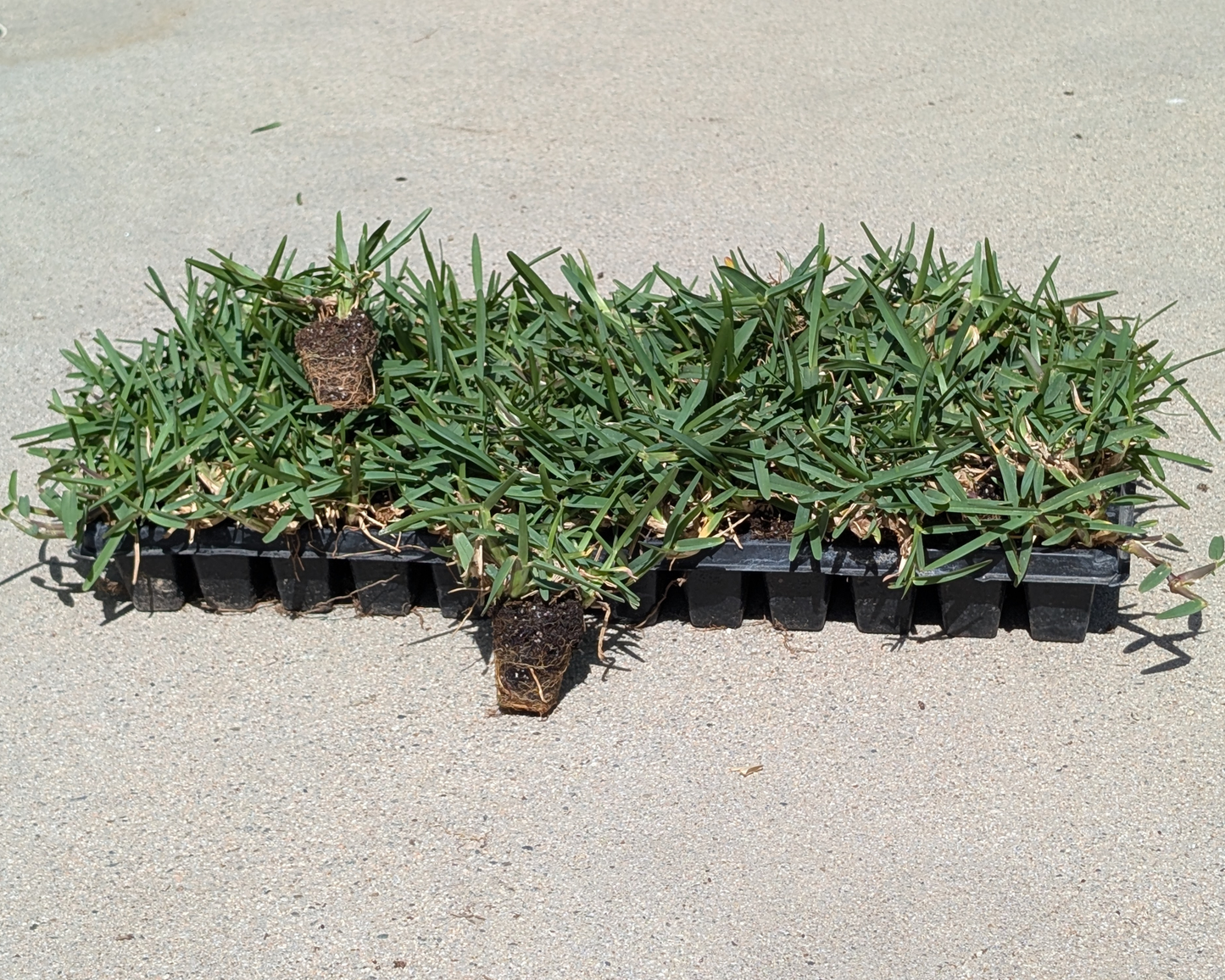 Tray of CitraBlue St Augustine Grass with 2 plugs out