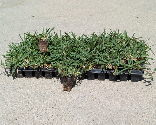 Tray of CitraBlue St Augustine Grass with 2 plugs out
