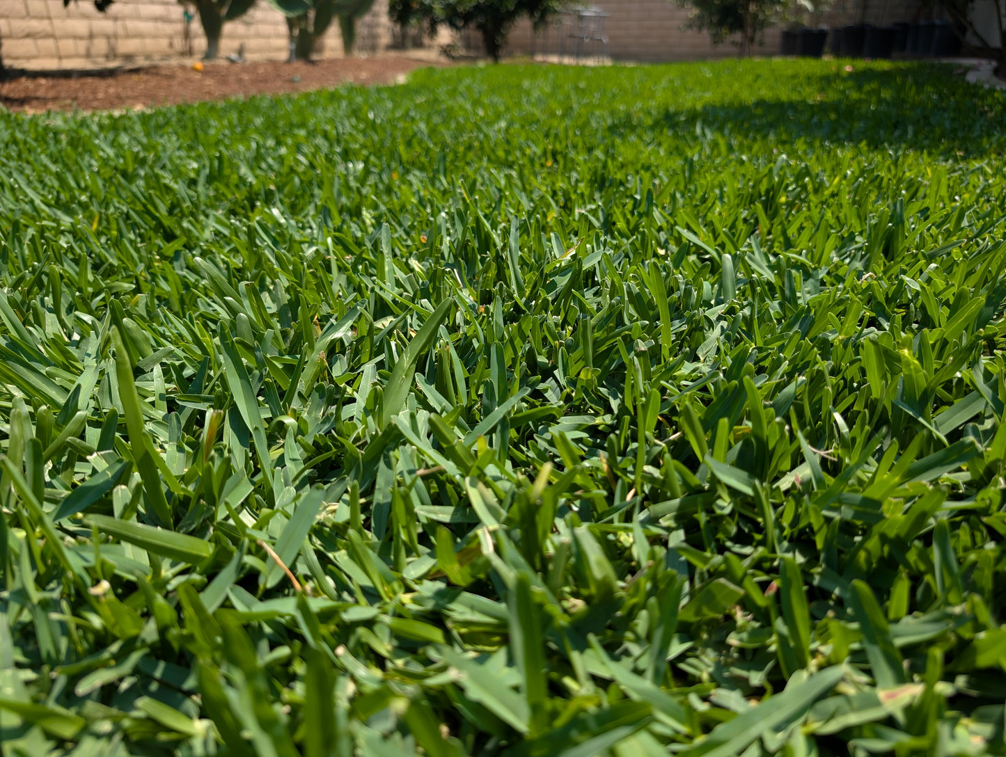 CitraBlue St. Augustine grass lawn with deep blue-green color