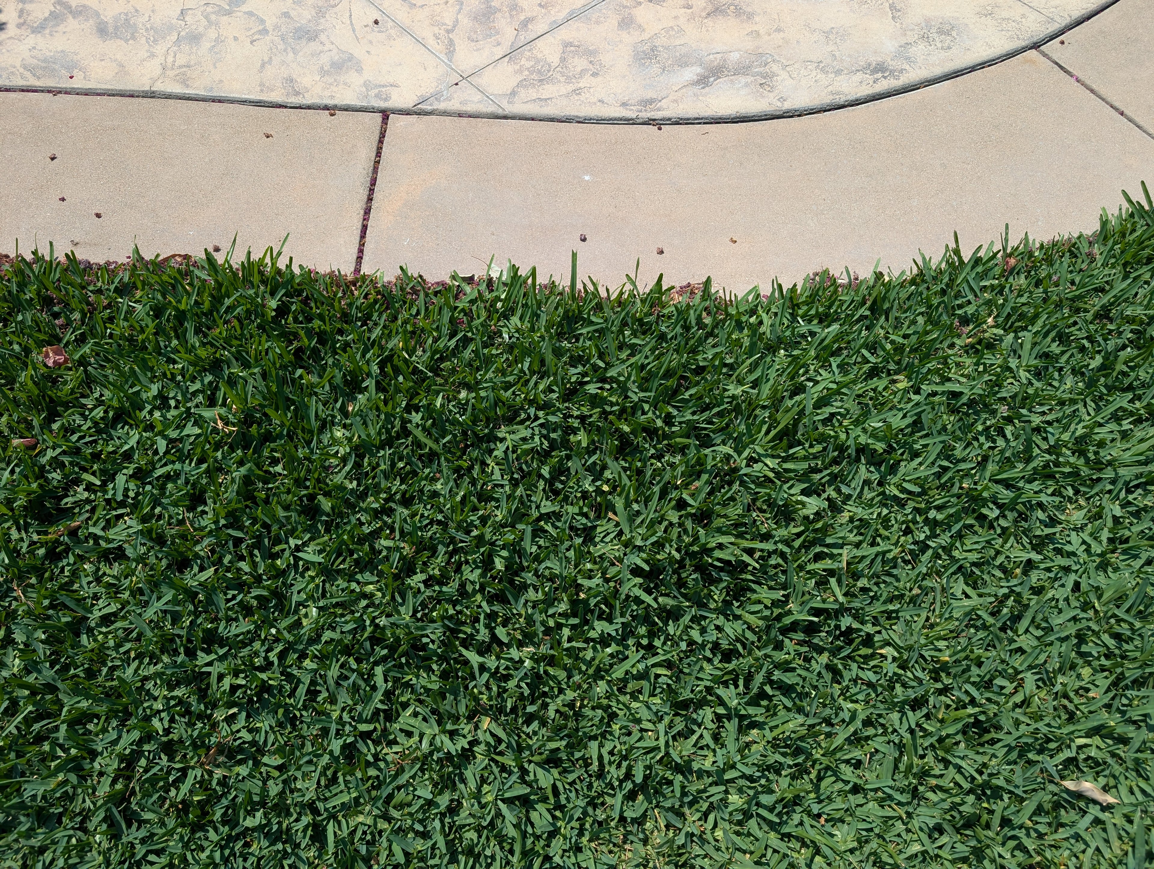 Close-up of dense CitraBlue St. Augustine grass with blue-green color