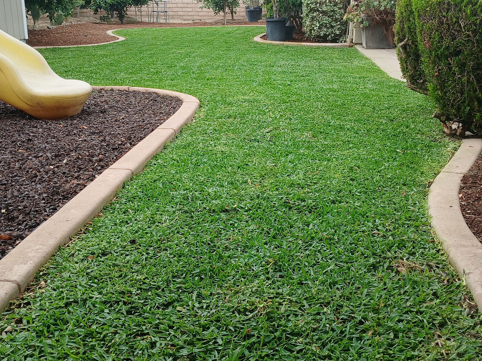 CitraBlue St. Augustine grass lawn installed in a residential backyard